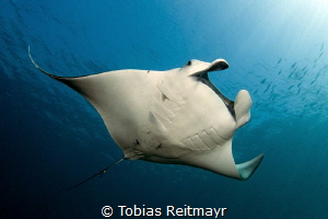 Manta at Koh Bon by Tobias Reitmayr 